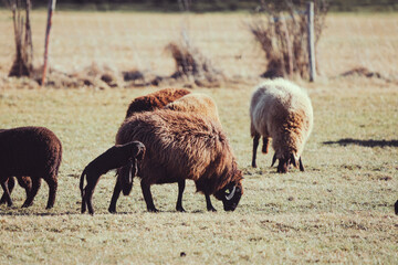 A flock of sheep grazing in the pasture while a lamb jumps for joy