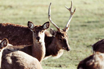 a curious deer turns its gaze to the viewer while a deer saunters by in the background