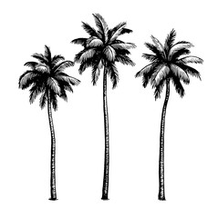 Coconut palm trees. © alhontess
