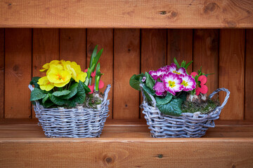 Yellow and pink primrose flowers in a basket .(Primula vulgaris)