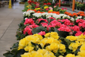 colorful flowers in the garden center
