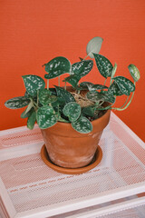 scindapsus pictus ‘argyraeus. satin pothos in a pot