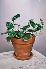 scindapsus pictus ‘argyraeus. satin pothos in a pot