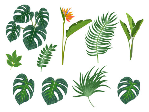 Tropical palm leaves, flowers, jungle leaves, botanical vector illustration