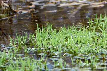 Green grass on the river bank