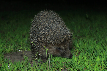 A wild common hedgehog creeps along the green grass at night in search of food. The hedgehog was caught in a camera trap. A beautiful hedgehog looks at the camera.