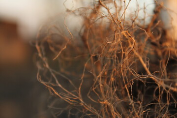 Beautiful abstract background in orange color. Many fine root hairs close-up at sunset.