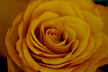 Yellow rose, photos from above on a flower, perfect for a postcard