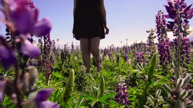 Girl in dress walking through endless field of lupins in New Zealand