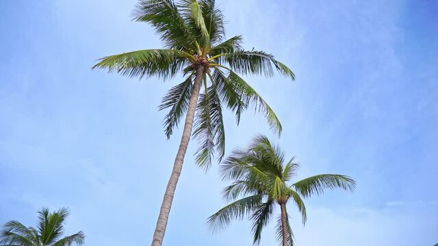 Coconut palm trees on cloudy sky background and daytime slow-motion pan left