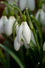 Spring snowdrop flower