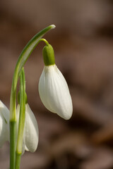 Spring snowdrop flower