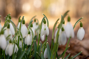 Spring snowdrop flowers