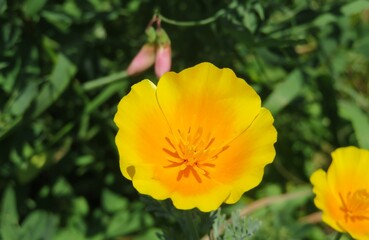California poppy flower (eschscholzia californica), closeup