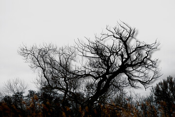 silhouette of bare tree
