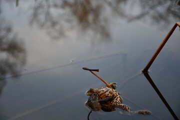 
Frog helped by another frog in the fight for survival