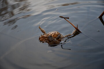 
Frog helped by another frog in the fight for survival