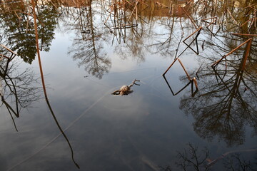 
Frog helped by another frog in the fight for survival