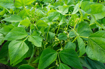 Healthy and wholesome food - young bean shoots grow on an agricultural plantation.
