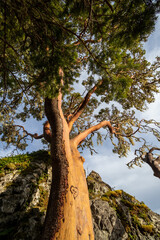 Arbutus tree on the coast of the Salish Sea