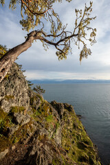 Arbutus tree on the coast of the Salish Sea