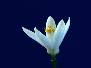 Single white flower of a citrus tree with yellow petals