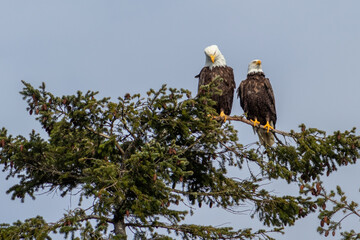 Two bald eagles perched on a tree
