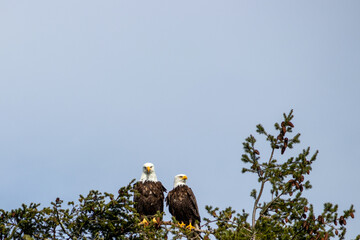 Two bald eagles perched on a tree