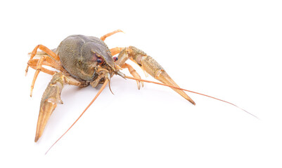 Adult green crayfish.
