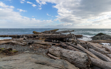 Fototapeta na wymiar Driftwood on a beach