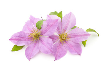 Two purple clematis with green leaves.