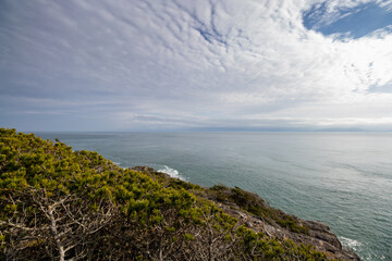 evergreen shrubs on the coast of the sea