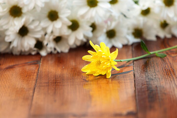 Obraz na płótnie Canvas One yellow chrysanthemum flower lies on a wooden table against the background of a bouquet of white chrysanthemums in bokeh.