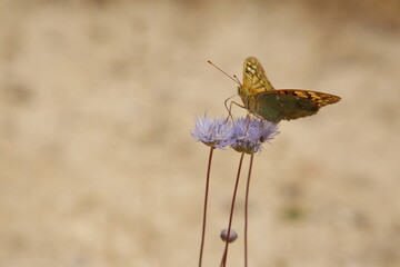 primavera, naturaleza, río, cauce, corriente, barranco, arroyo, abeja, mariposa, flores, árboles, agua, vida, salud, mindfullness, paseo, vacaciones, viaje, ecosistema, turismo rural, Castilla-León
