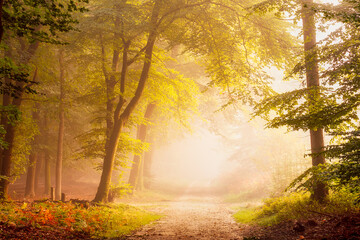 A lovely atmosphere in a forest. A fog covered path leading into the unknown.