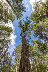 pine tree in the forest