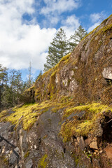 moss covered rocks in the forest