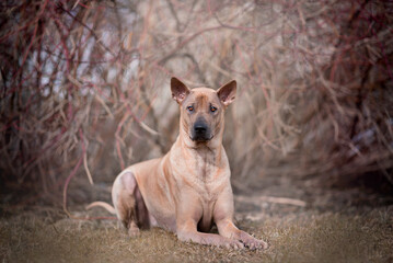 Thai Ridgeback