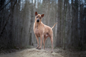 Thai Ridgeback