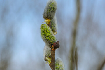 Yellow willow flowers on the branch in spring forest