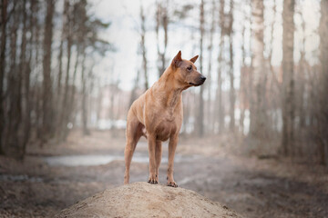 Thai Ridgeback