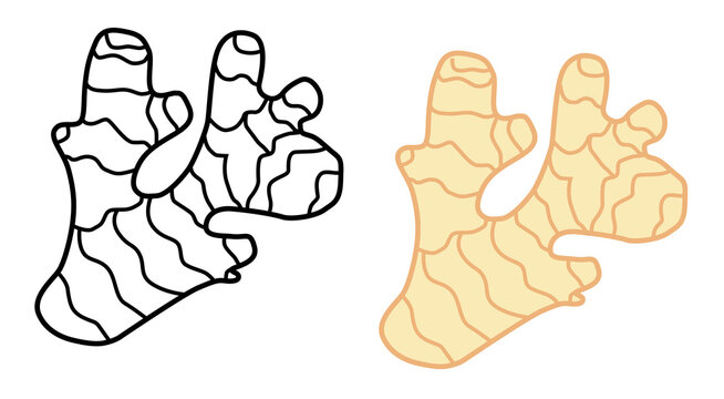Drawing of a useful ginger root plant for logos and icons