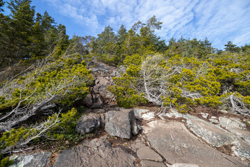 Fototapeta na wymiar rocky trail through evergreen forest