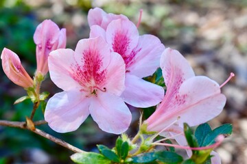 Pink Azalea 