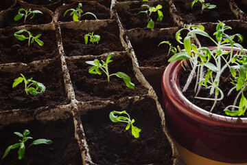 Transplanted young tomatoes seedlings sprouts in peat pots soil. Organic cultivation of vegetables, green gardening. Healthy lifestyle concepts.