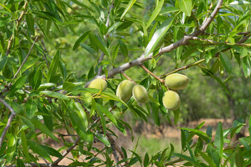 Almendro dando sus frutos