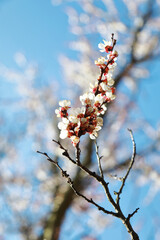 apricot flowers in spring on a tree 