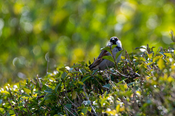 House sparrow resting in a box hedge