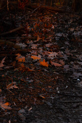leaves on water