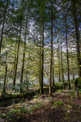 trail in pine forest